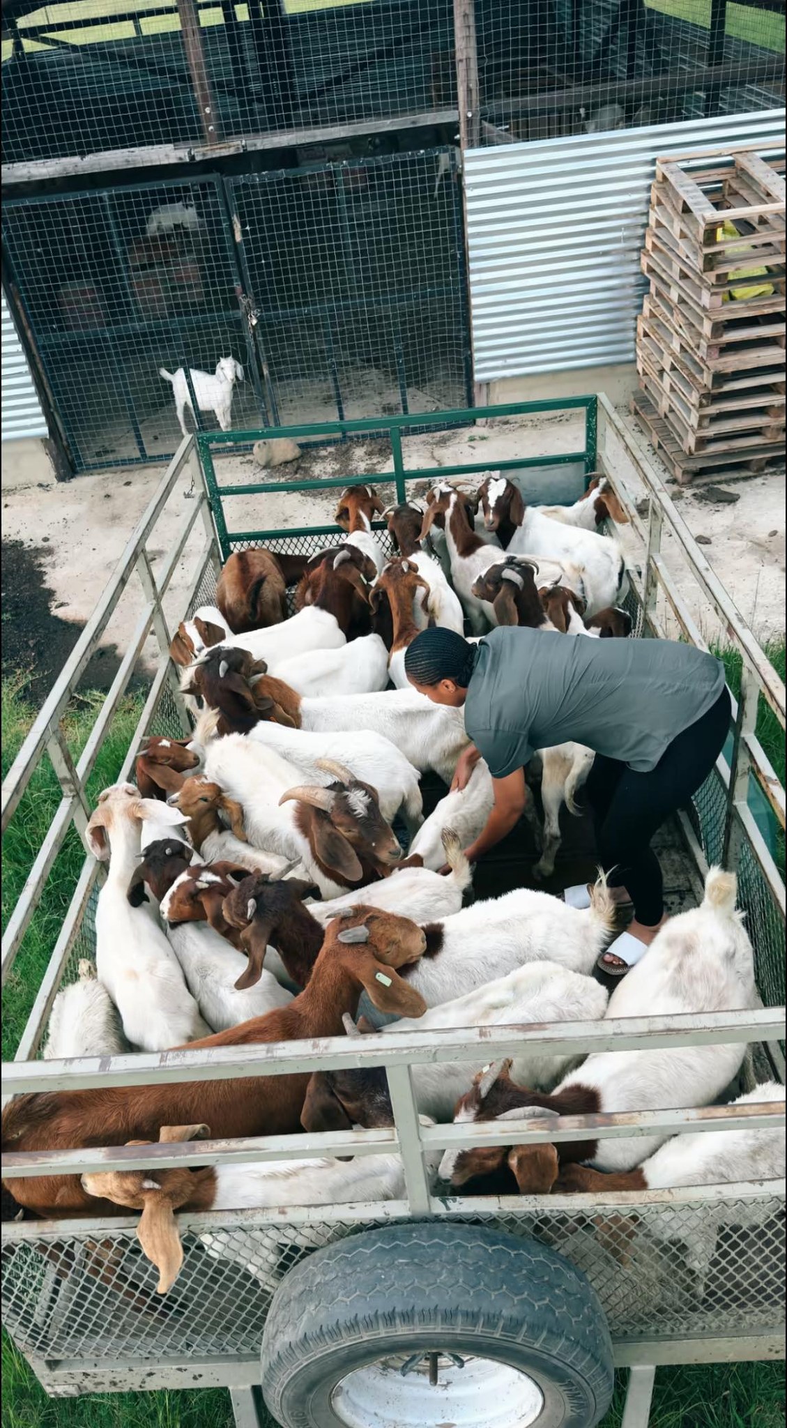 Farm 'n All project photo 11