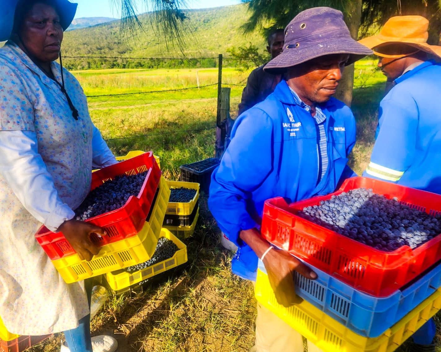 Farm 'n All project photo 9